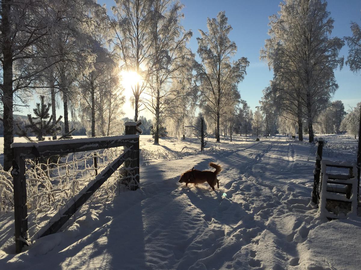 Gaestgivars Vandrarhem Och B&B Järvsö المظهر الخارجي الصورة